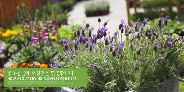 �Ұ��̹���